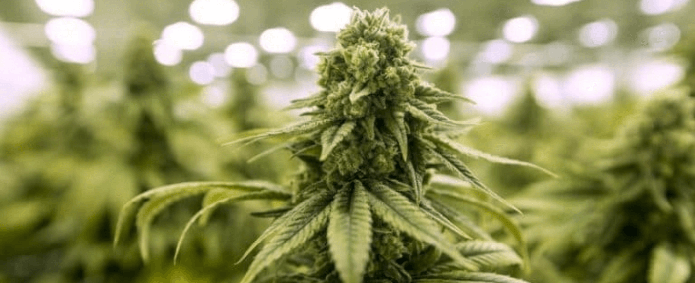 growing marijuana in Texas